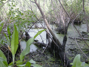 Windover Pond