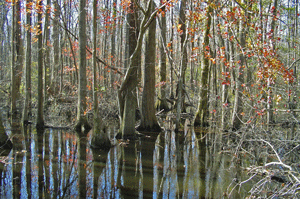 The Great Dismal Swamp