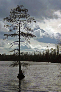 A cypress tree