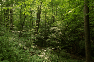 White Trace Branch was the scene of one of the 
skirmishes of the Battle of Blair Mountain