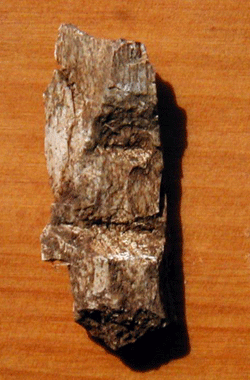 horse bone with chop marks