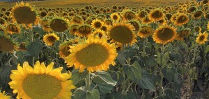 A field of sunflowerws