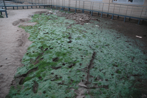 Henan's hot and humid climate makes mold a pressing challenge once portions of the site have been exposed
