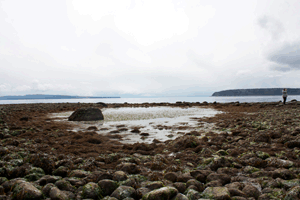 stone walls serve as evidence that early peoples cultivated the intertidal zones to build clam gardens and fish traps