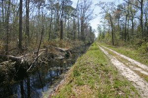 canals and development made the Great Dismal Swamp somewhat more navigable
