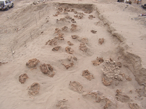 The largest human and animal sacrifice ever found in Peru was recently uncovered in a small fishing village