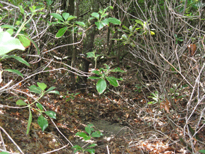 Forest litter conceals a shallow groove