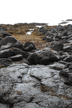  Lava rock on the beach shows evidence of the grooves created
when boats were hauled ashore