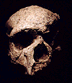 Steinheim Skull.html